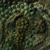  L&C Lab - Biomater - Free Shape III